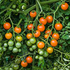 Cherry Tomato Sungold SuperSweet Cherry Tomato Sungold SuperSweet