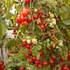 Tomato Tumbling Tom Red 