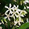 Star Jasmine Trachelospermum jasminoides Star Jasmine Trachelospermum jasminoides