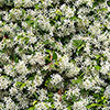 Star Jasmine Trachelospermum jasminoides Star Jasmine Trachelospermum jasminoides
