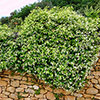 Star Jasmine Trachelospermum jasminoides Star Jasmine Trachelospermum jasminoides