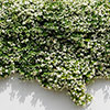 Star Jasmine Trachelospermum jasminoides Star Jasmine Trachelospermum jasminoides
