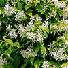 Star Jasmine Trachelospermum jasminoides Star Jasmine Trachelospermum jasminoides