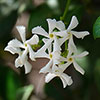 Star Jasmine Trachelospermum jasminoides Star Jasmine Trachelospermum jasminoides