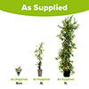 Star Jasmine Trachelospermum jasminoides Star Jasmine Trachelospermum jasminoides