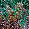 Tree Fern Dicksonia Antarctica Log Tree Fern Dicksonia Antarctica Log