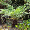 Tree Fern Dicksonia Antarctica Log Tree Fern Dicksonia Antarctica Log