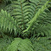 Tree Fern Dicksonia Antarctica Log Tree Fern Dicksonia Antarctica Log