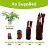 Tree Fern Dicksonia Antarctica Log Tree Fern Dicksonia Antarctica Log
