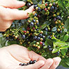 Blueberry BerryBux Blueberry BerryBux