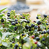 Blueberry BerryBux Blueberry BerryBux