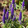 Veronica Ulster Blue Dwarf Speedwell Veronica Ulster Blue Dwarf Speedwell
