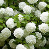 Snowball Tree Viburnum opulus Roseum