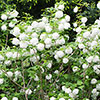 Snowball Tree Viburnum opulus Roseum