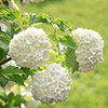 Snowball Tree Viburnum opulus Roseum