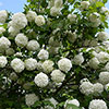 Snowball Tree Viburnum opulus Roseum