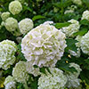 Snowball Tree Viburnum opulus Roseum
