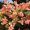 Weigela All Summer Peach