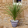 Wicker Textured Planter Wicker Textured Planter