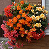 Begonia Super Cascade Begonia Super Cascade