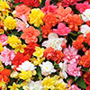 Begonia Super Cascade Begonia Super Cascade