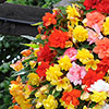 Begonia Super Cascade Begonia Super Cascade