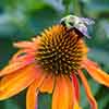 Echinacea Hybrida Papallo Orange 