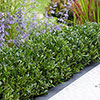 Ilex crenata Luxus (hedging) Ilex crenata Luxus (hedging)