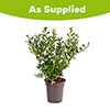 Ilex crenata Luxus (hedging) 