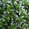 Ilex Blue Maid Mini Standard Holly Tree Ilex Blue Maid Mini Standard Holly Tree
