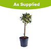 Ilex Blue Maid Mini Standard Holly Tree Ilex Blue Maid Mini Standard Holly Tree