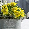 British Native Aconites In the Green British Native Aconites In the Green