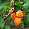 Patio Apricot Aprigold Fruit Tree