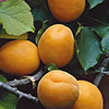 Patio Apricot Aprigold Fruit Tree