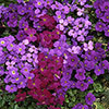 Aubrieta Katie Mix Aubrieta Katie Mix