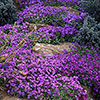 Aubrieta Katie Mix Aubrieta Katie Mix