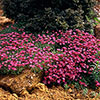 Aubrieta Katie Mix Aubrieta Katie Mix