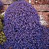 Aubrieta Katie Mix Aubrieta Katie Mix