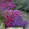Aubrieta Katie Mix Aubrieta Katie Mix