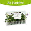 Trailing Hardy Pansy Fragrant Waterfall