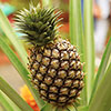 Edible Pineapple Plant Edible Pineapple Plant