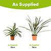 Edible Pineapple Plant Edible Pineapple Plant