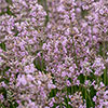 Pink English Lavender