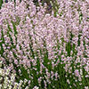 Pink English Lavender