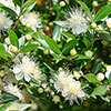 Myrtus communis 