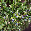 Myrtus communis 