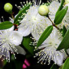 Myrtus communis 