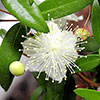 Myrtus communis 