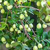 Myrtus communis 