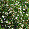 Myrtus communis 